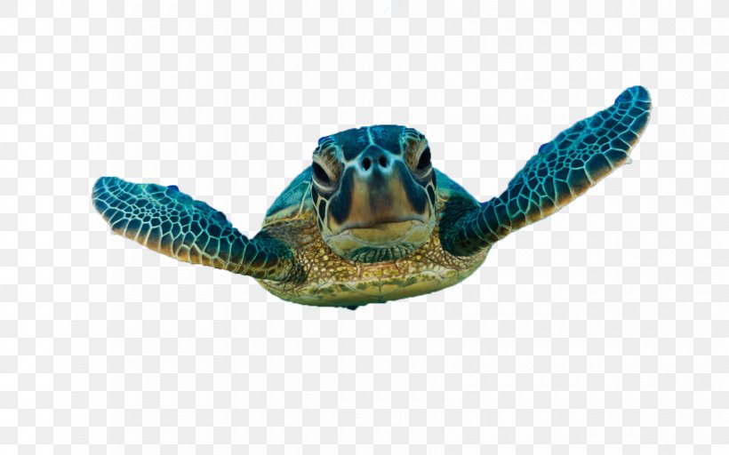 Green Sea Turtle Loggerhead Sea Turtle, PNG, 1680x1050px, Turtle, Animal, Green Sea Turtle, Hawksbill Sea Turtle, Loggerhead Marinelife Center Download Free