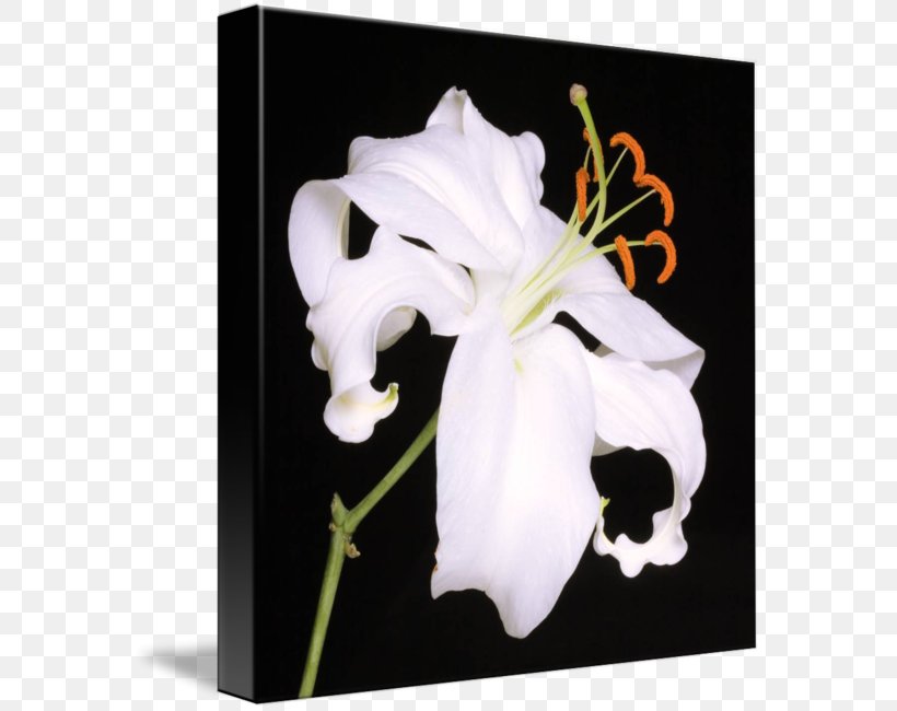 Lilium Lily 'Stargazer' Floral Design Art Flower, PNG, 576x650px, Lilium, Art, Arum, Calas, Canvas Download Free