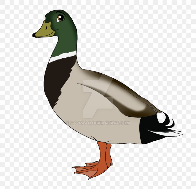 Mallard Goose Duck Fowl Beak, PNG, 1024x991px, Mallard, Beak, Bird, Duck, Ducks Geese And Swans Download Free