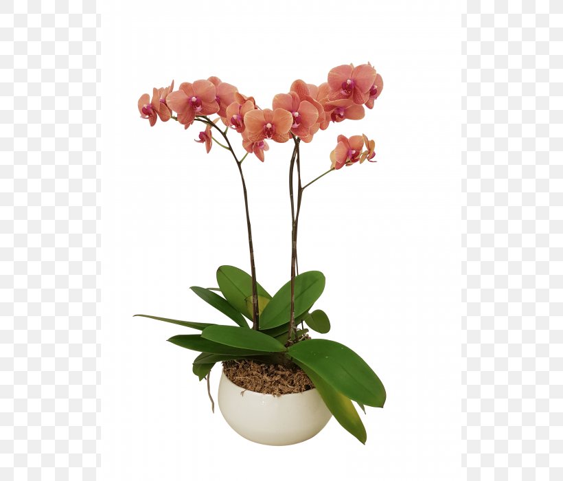 Moth Orchids All About Orchids Flowerpot Cut Flowers, PNG, 700x700px, Moth Orchids, Artificial Flower, Ceramic, Container, Cut Flowers Download Free