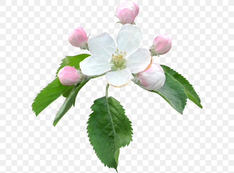 Flower Apples Bokmärke Blume Clip Art, PNG, 600x605px, Flower, Apples, Blossom, Blume, Botany Download Free