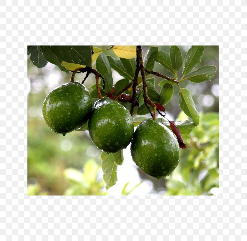 Fruit Tree Hass Avocado Tropical Fruit, PNG, 800x800px, Fruit, Avocado, Banana, Black Sapote, Calamondin Download Free