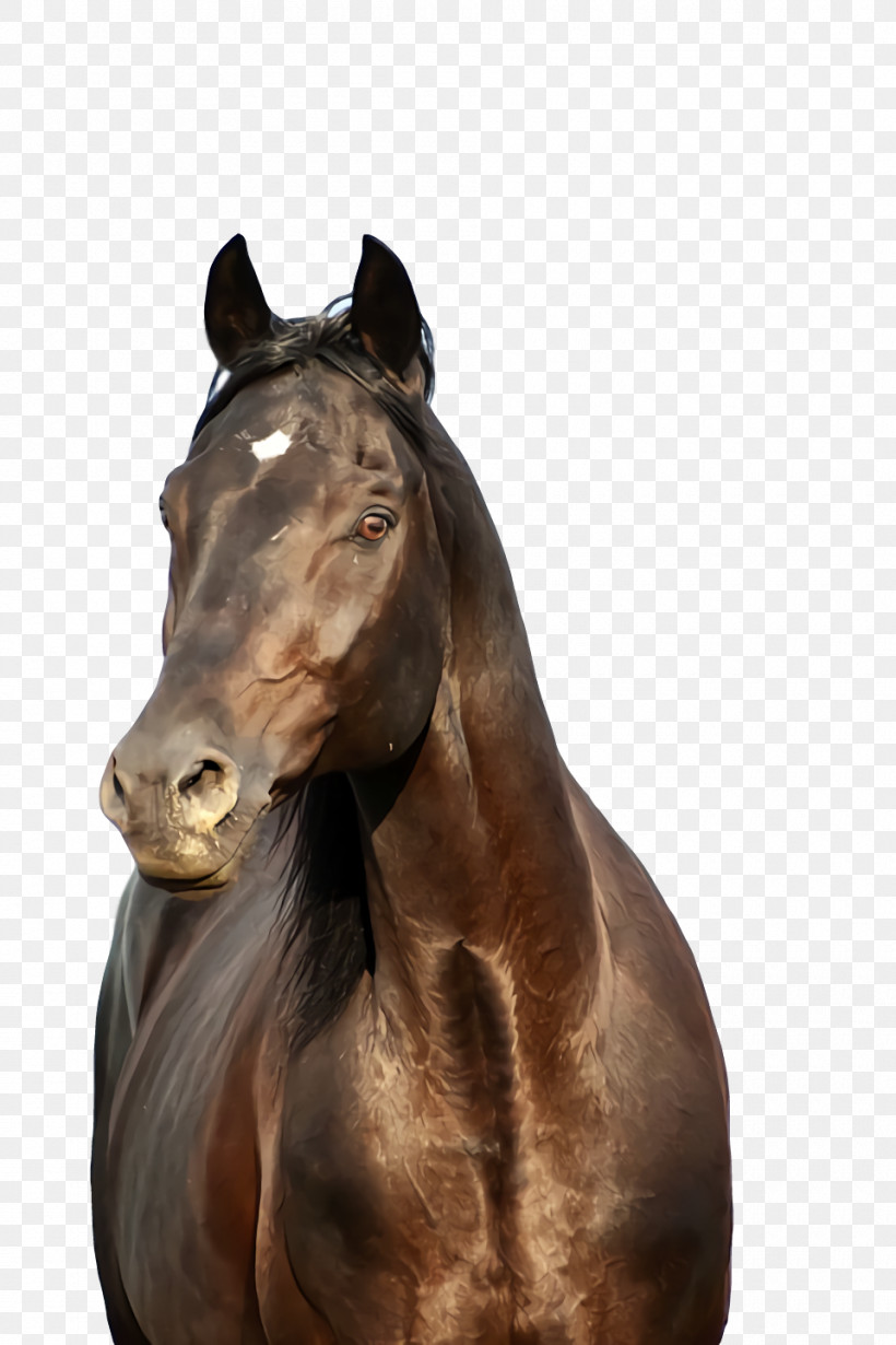 Mustang Stallion Halter Bridle Rein, PNG, 960x1440px, Mustang, Biology, Bridle, Colts Manufacturing Company, Halter Download Free