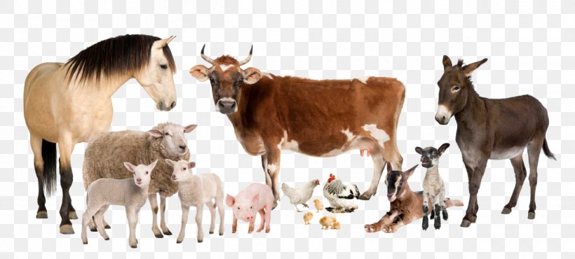 Cattle Sheep Horse Farm Livestock, PNG, 1260x569px, Cattle, Agriculture, Animal, Animal Feed, Animal Figure Download Free