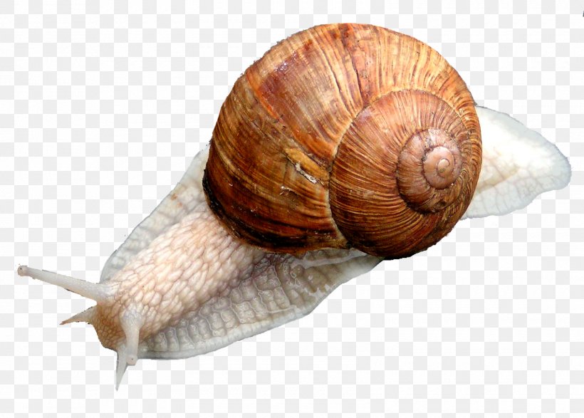 Escargot Gastropods Snail Slug Cockle, PNG, 1600x1146px, Escargot, Animal, Cockle, Conchology, Gastropods Download Free