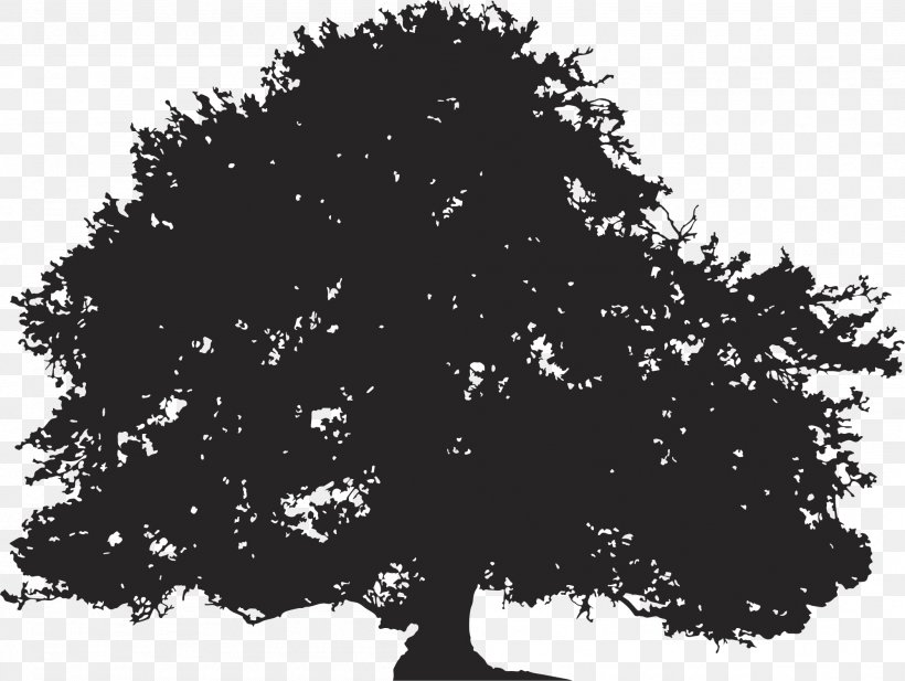 Oak Silhouette Tree Illustration, PNG, 1998x1504px, Oak, Black And White, Branch, Conifers, Deciduous Download Free