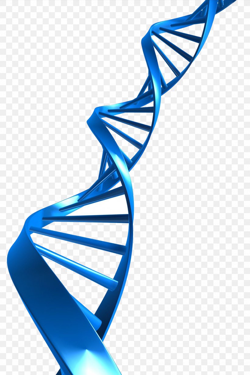 DNA Profiling Nucleic Acid Double Helix Clip Art, PNG, 1444x2171px, Dna, Body Jewelry, Chromosome, Dna Extraction, Dna Profiling Download Free