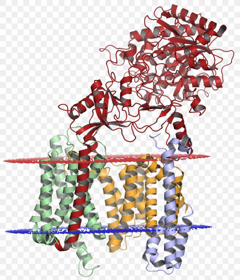 Gamma Secretase Amyloid Precursor Protein Secretase Alpha Secretase Alzheimer's Disease, PNG, 958x1116px, Gamma Secretase, Amyloid, Amyloid Precursor Protein, Amyloid Precursor Protein Secretase, Art Download Free