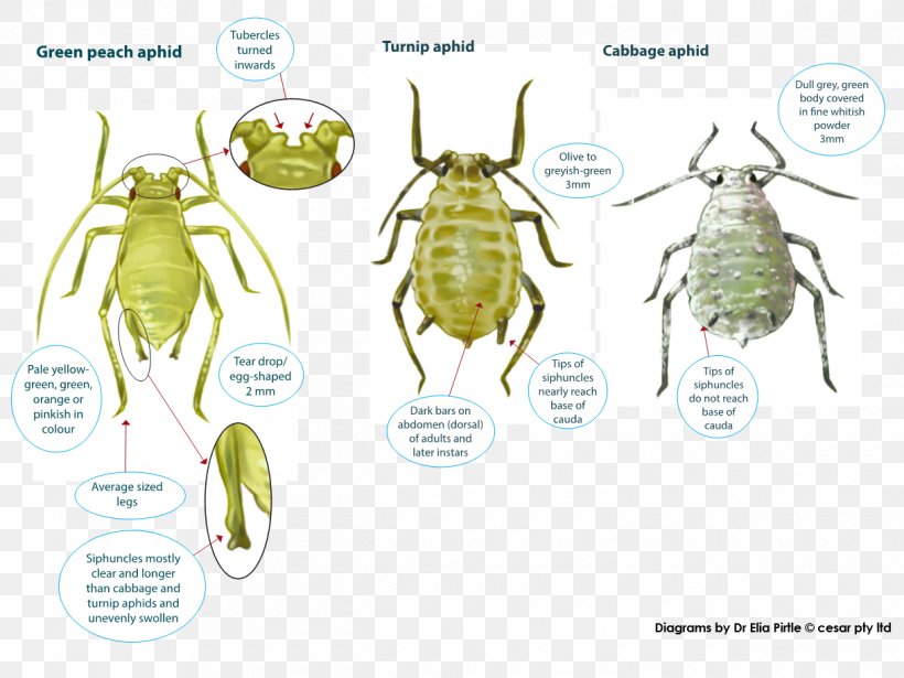 Insect Myzus Persicae Russian Wheat Aphid Pest Cotton Bollworm, PNG, 1220x916px, Insect, Amphibian, Animal, Aphid, Aphididae Download Free