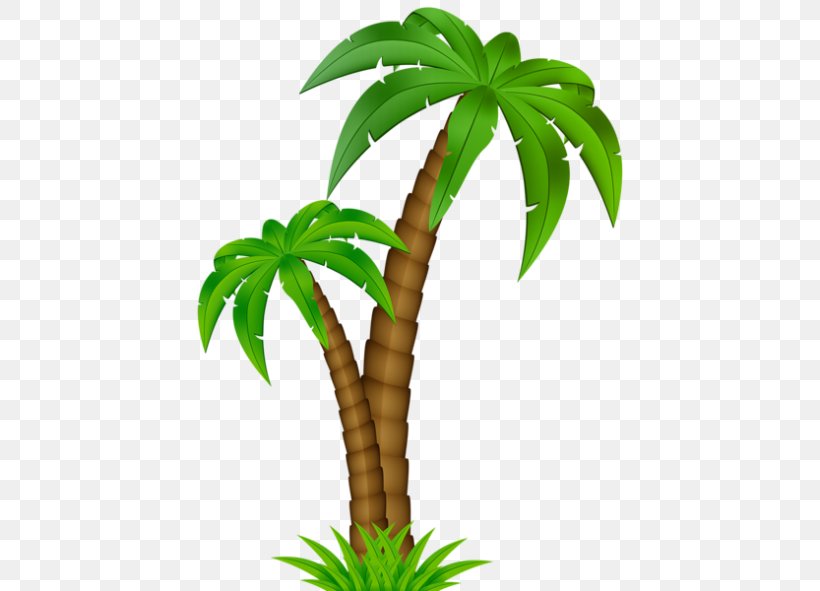 Coconut Palm Trees Clip Art Vector Graphics, PNG, 438x591px, Coconut, Arecales, Date Palm, Flowerpot, Leaf Download Free