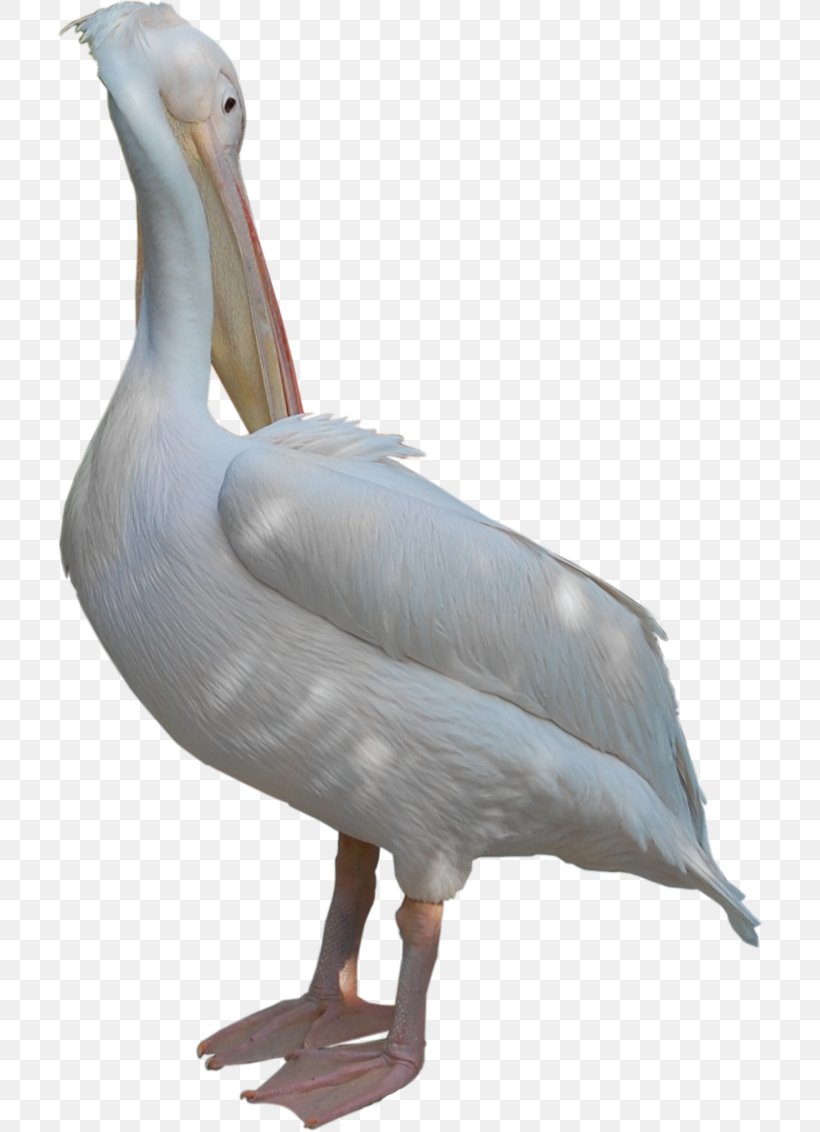 Goose Duck Pelican Beak Feather, PNG, 706x1132px, Goose, Animal, Beak, Bird, Duck Download Free