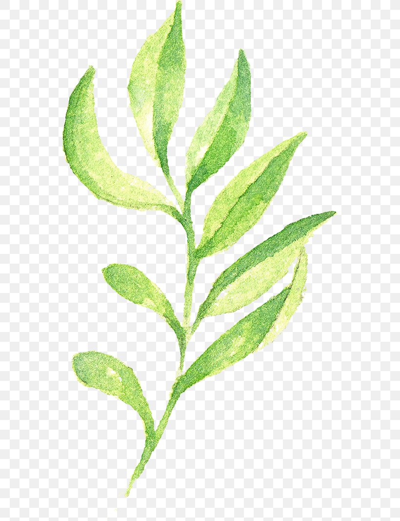 Herbalism Plant Stem Leaf, PNG, 564x1067px, Herb, Branch, Herbalism, Leaf, Organism Download Free
