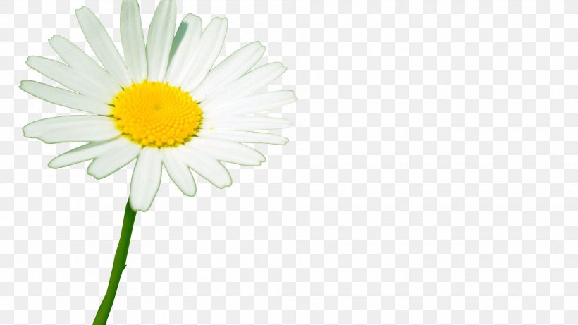 Oxeye Daisy Roman Chamomile Transvaal Daisy Cut Flowers Plant Stem, PNG, 1920x1080px, Oxeye Daisy, Chamaemelum Nobile, Chamomiles, Cut Flowers, Daisy Download Free