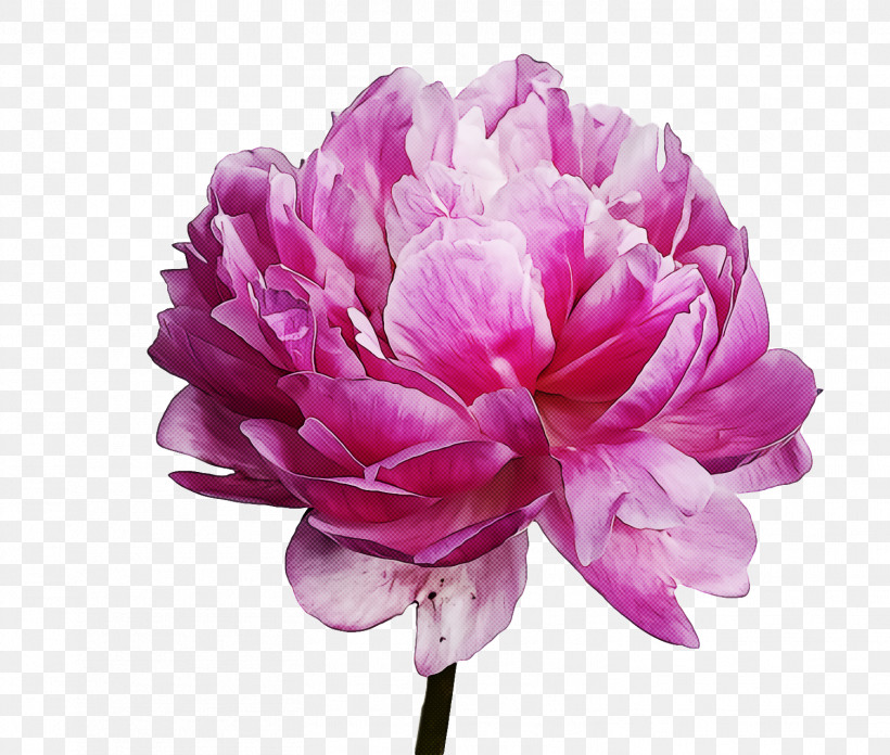 Spring Flower Spring Floral Flowers, PNG, 1506x1280px, Spring Flower, Chinese Peony, Common Peony, Cut Flowers, Flower Download Free