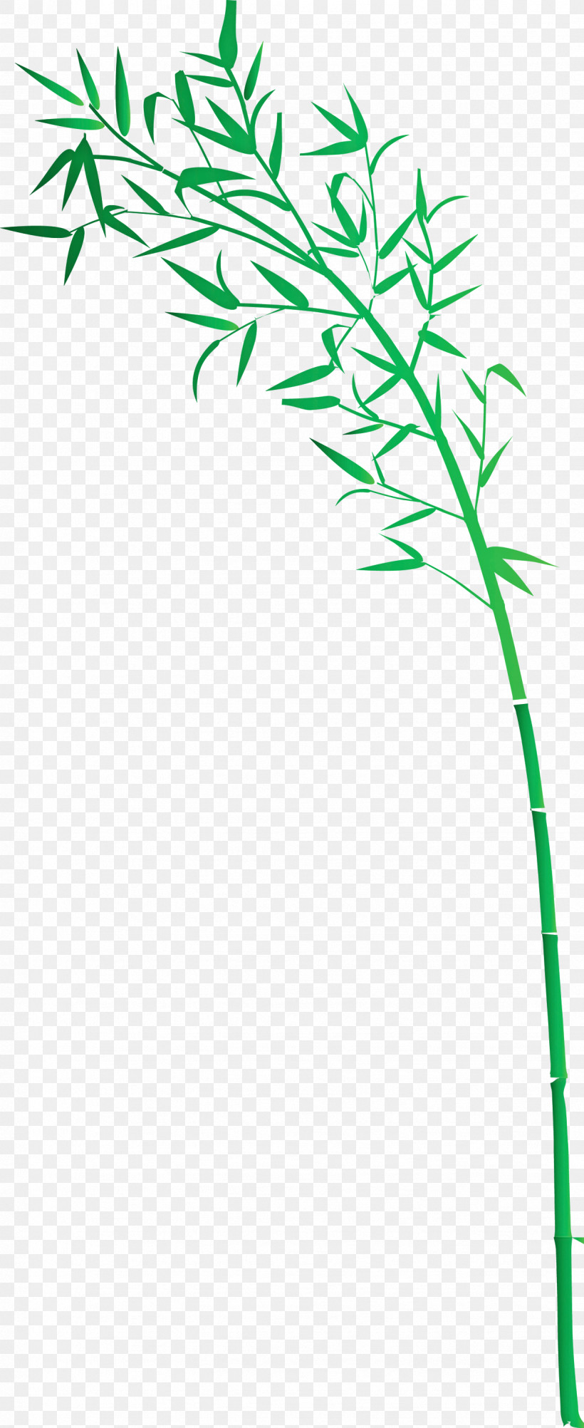 Bamboo Leaf, PNG, 1227x3000px, Bamboo, Flower, Grass, Grass Family, Green Download Free