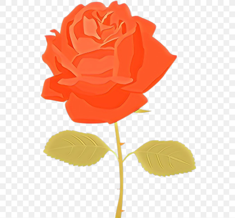 Garden Roses, PNG, 548x761px, Garden Roses, Floribunda, Flower, Orange, Petal Download Free