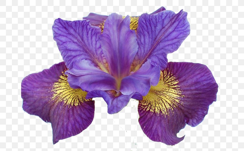 Iris Ser. Sibiricae Iris Lacustris Flower Iris Sibirica, PNG, 678x509px, Iris, Bud, Cut Flowers, Flower, Flowering Plant Download Free