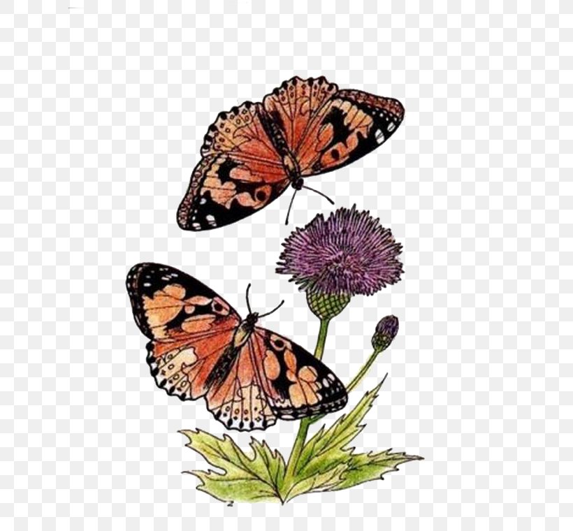 Monarch Butterfly Drawing, PNG, 636x760px, Butterfly, Blog, Brush Footed Butterfly, Butterflies And Moths, Drawing Download Free