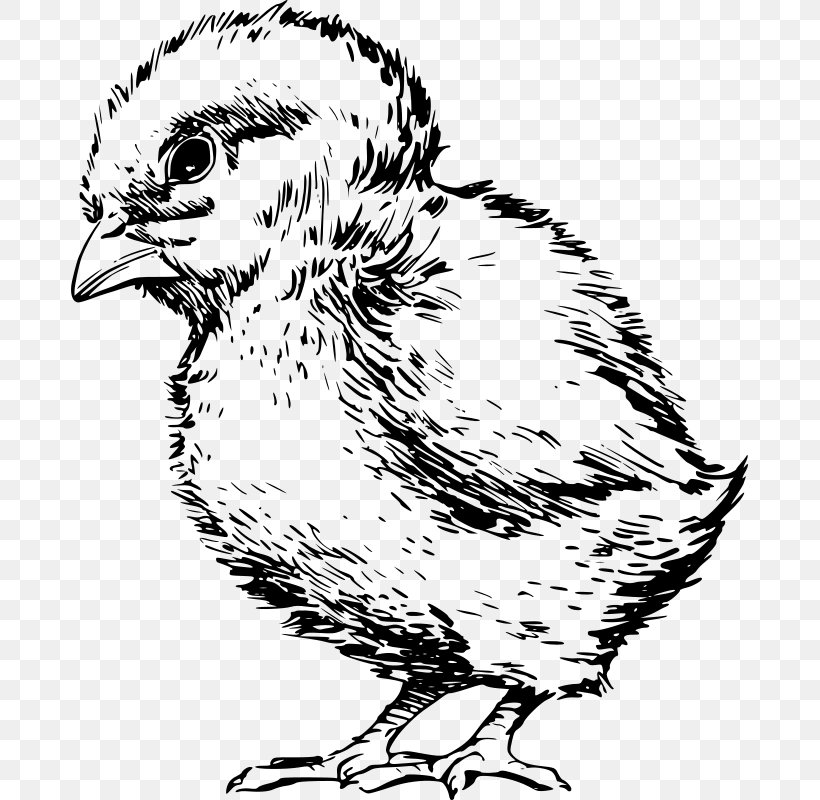 Chicken Kifaranga Infant Poultry Hen, PNG, 677x800px, Chicken, Art, Artwork, Baby Shower, Beak Download Free