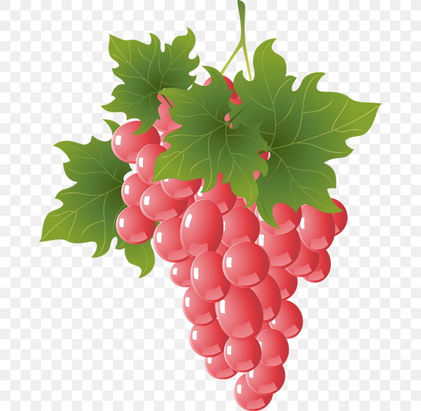 Grapevines Vector Graphics Fruit Euclidean Vector, PNG, 670x800px, Grape, Apple, Banana, Berry, Currant Download Free