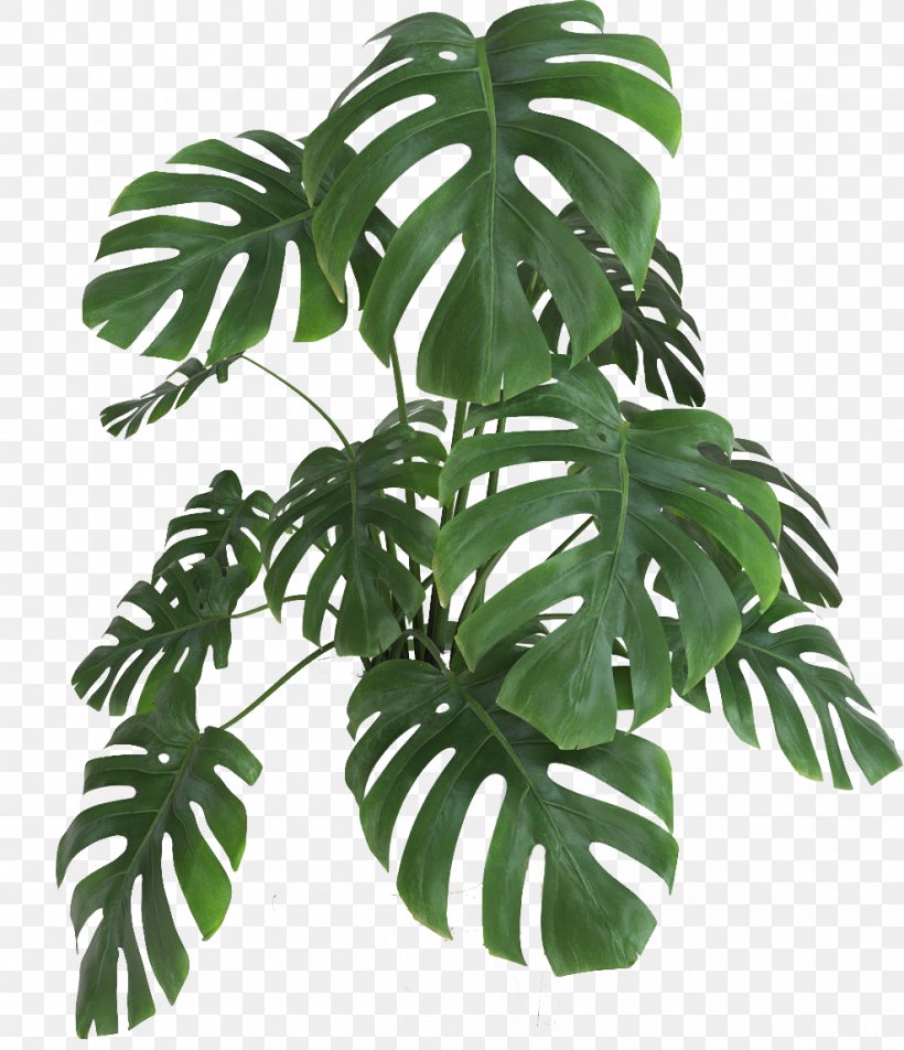 Swiss Cheese Plant Leaf Houseplant Green, PNG, 988x1148px, 3d Computer Graphics, Swiss Cheese Plant, Arum Family, Chamaedorea Elegans, Cut Flowers Download Free