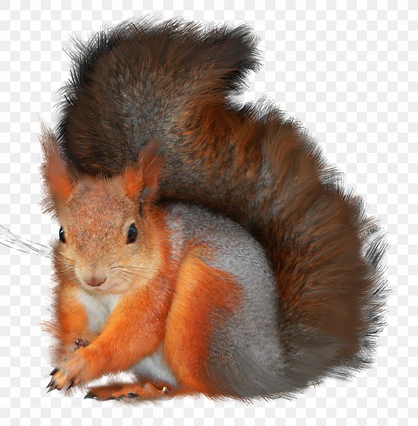 Tree Squirrels Photography Clip Art, PNG, 1255x1280px, Tree Squirrels, Animal, Blog, Fauna, Fox Squirrel Download Free