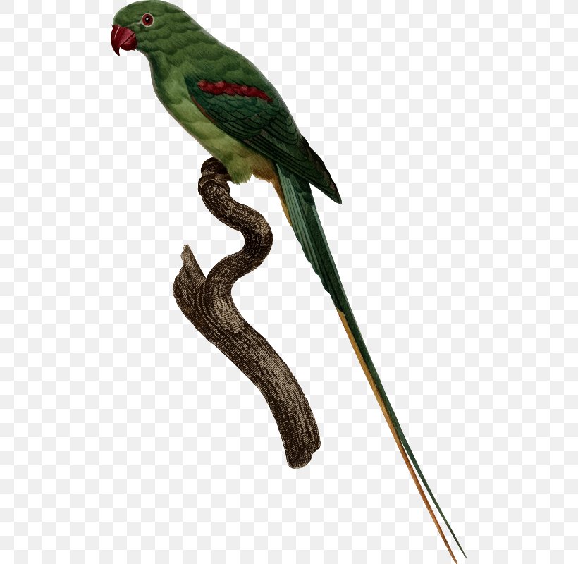Budgerigar Parrot Macaw Yellow-collared Lovebird, PNG, 506x800px, Budgerigar, Beak, Bird, Common Pet Parakeet, Cuculiformes Download Free