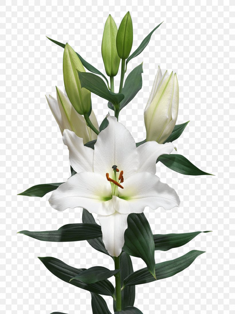 Cut Flowers Bulb Madonna Lily Royal Van Zanten, PNG, 1200x1600px, Cut Flowers, Bud, Bulb, Floral Design, Floristry Download Free
