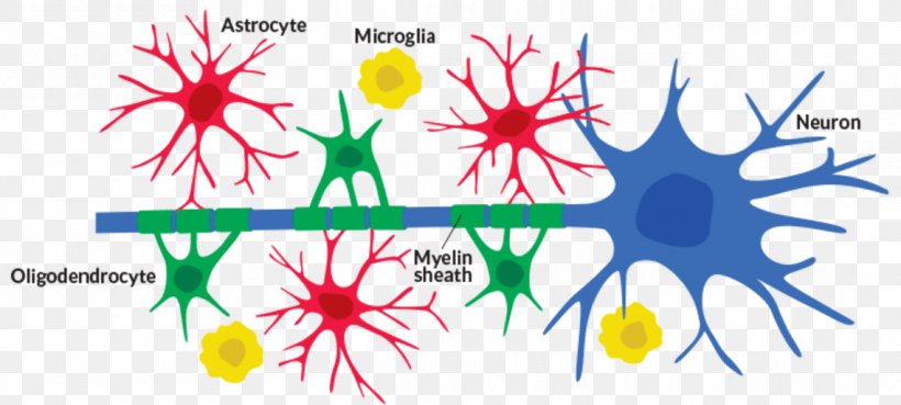 Neuroglia Neuron Cell Astrocyte Microglia, PNG, 1140x514px, Neuroglia, Astrocyte, Axon, Biology, Brain Download Free