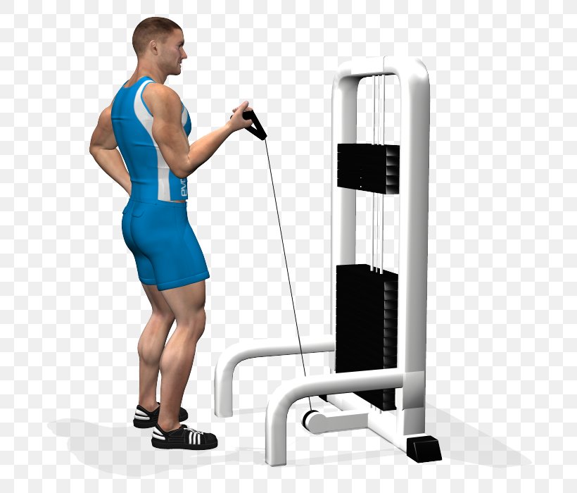 Biceps Curl Shoulder Exercise Muscle, PNG, 700x700px, Biceps, Arm, Barbell, Bench, Biceps Curl Download Free