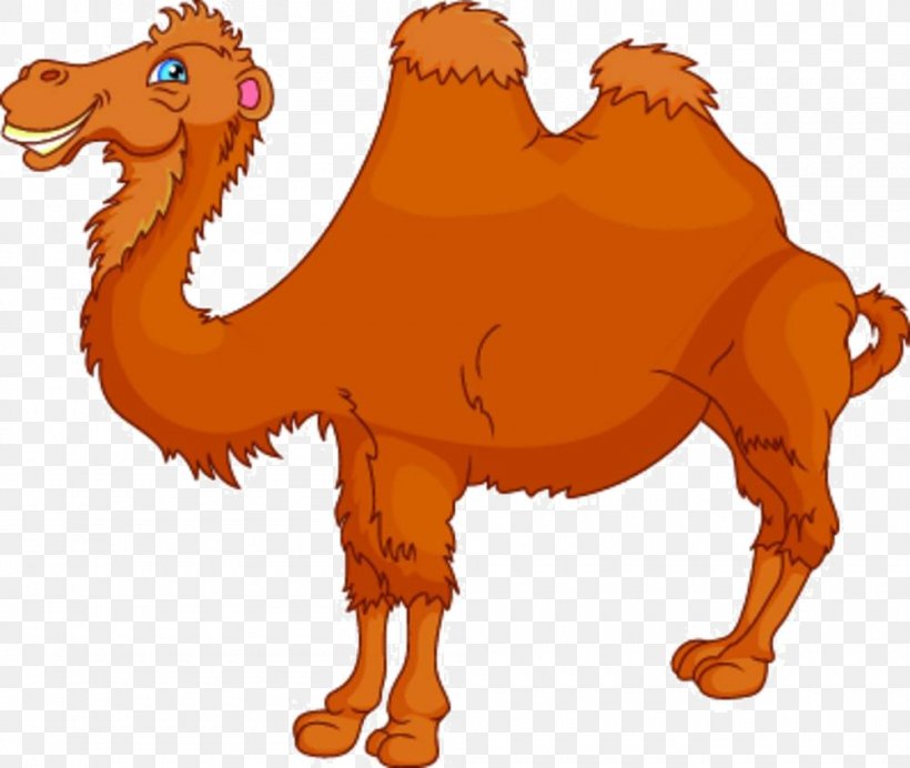 Bactrian Camel Cartoon Royalty-free Illustration, PNG, 1000x844px, Bactrian Camel, Arabian Camel, Camel, Camel Like Mammal, Carnivoran Download Free