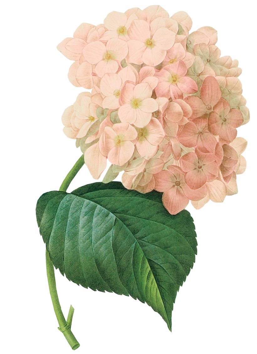 Botanical Illustration Painting Art Botany French Hydrangea, PNG, 856x1176px, Botanical Illustration, Annual Plant, Art, Botanical Illustrator, Botany Download Free