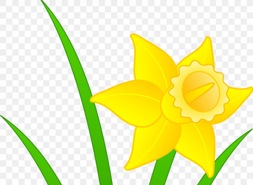 Daffodil I Wandered Lonely As A Cloud Clip Art, PNG, 861x630px ...