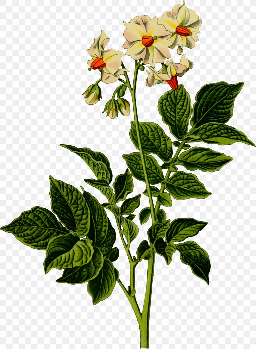 Gnocchi Vegetable Clip Art, PNG, 1758x2396px, Gnocchi, Flower, Flowering Plant, Flowerpot, Herb Download Free