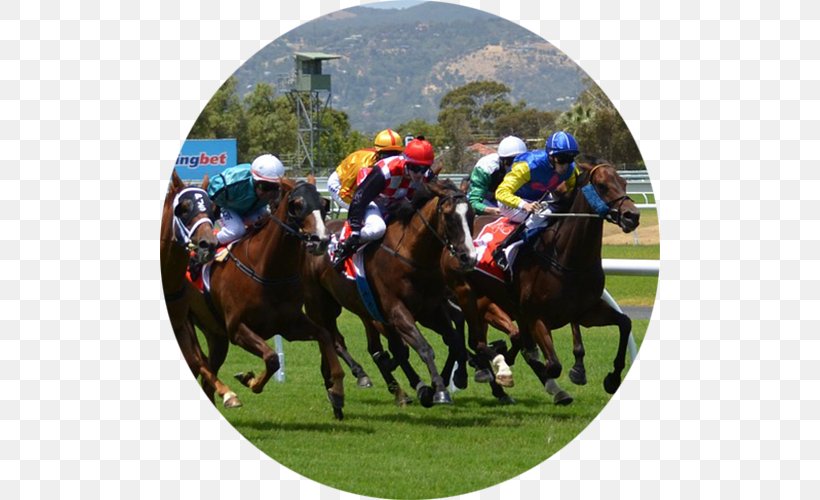 Horse Racing W.S. Cox Plate Melbourne Cup Caulfield Cup, PNG, 500x500px, Horse, Animal Sports, Betting Strategy, Blinkers, Caulfield Cup Download Free