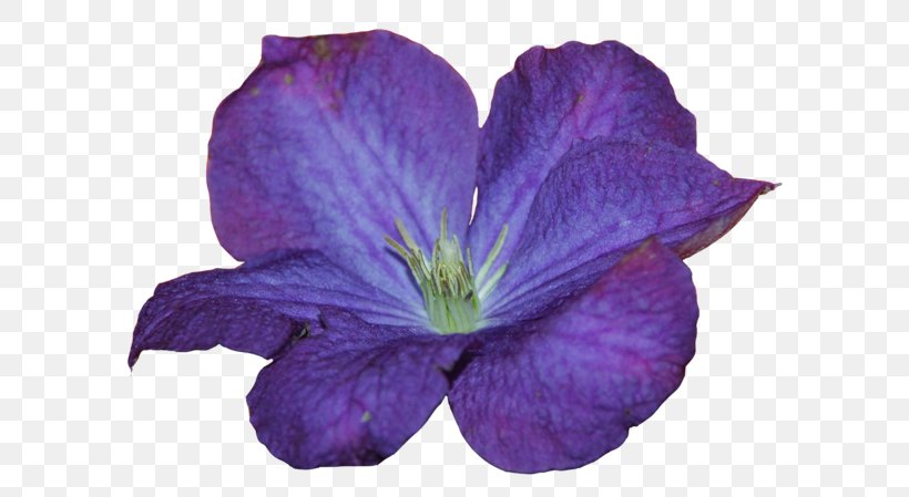 Leather Flower Crane's-bill, PNG, 650x449px, Leather Flower, Clematis, Cranesbill, Flower, Geraniales Download Free