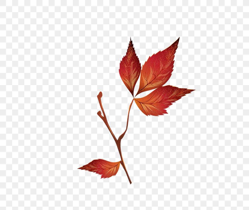 Maple Leaf, PNG, 800x691px, Maple Leaf, Autumn, Branch, Deviantart, Flowering Plant Download Free