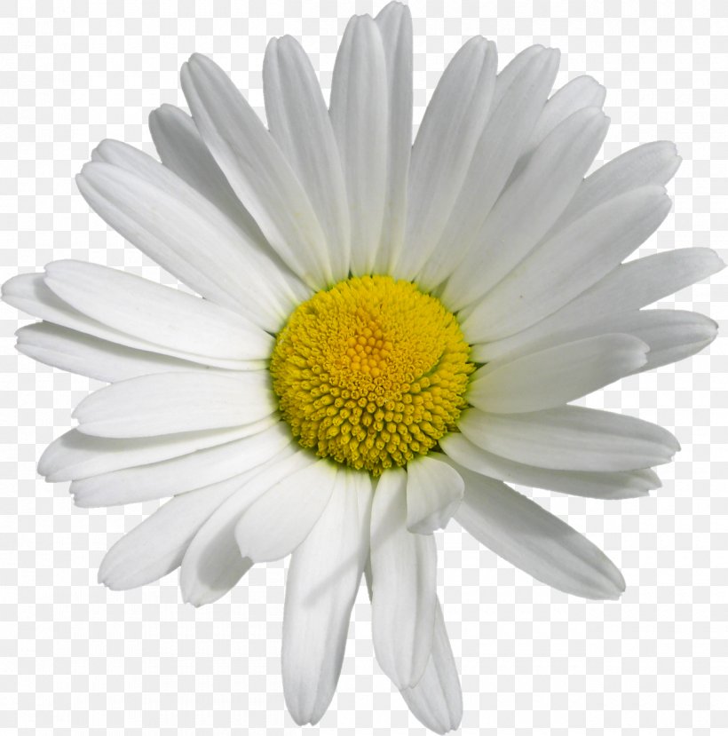 Oxeye Daisy Marguerite Daisy Chrysanthemum Transvaal Daisy Roman Chamomile, PNG, 1260x1274px, Oxeye Daisy, Argyranthemum, Aster, Chamaemelum Nobile, Chamomiles Download Free