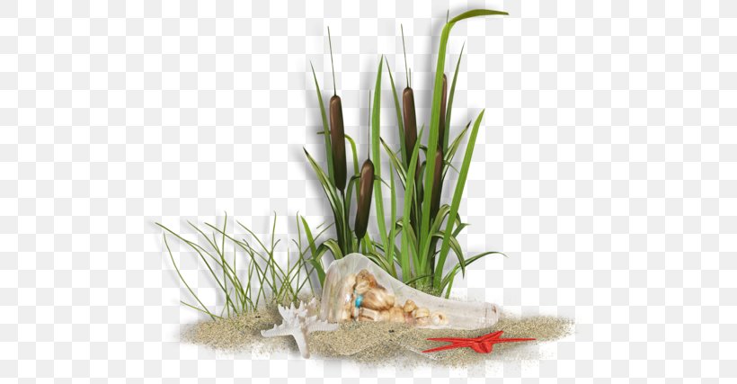 Beach Hit Single, PNG, 500x427px, 2017, Beach, Blog, Commodity, Grass Download Free