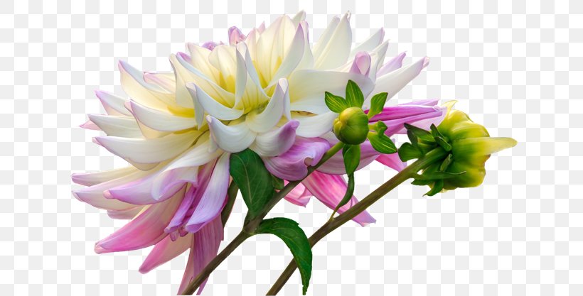 Dahlia Cut Flowers Clip Art, PNG, 650x417px, Dahlia, Artificial Flower, Botany, Bouquet, Chrysanthemum Download Free