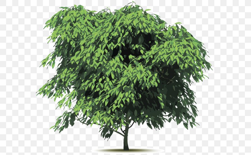 Monkey Pod Tree, PNG, 600x508px, Tree, Birch, Branch, Evergreen, Houseplant Download Free