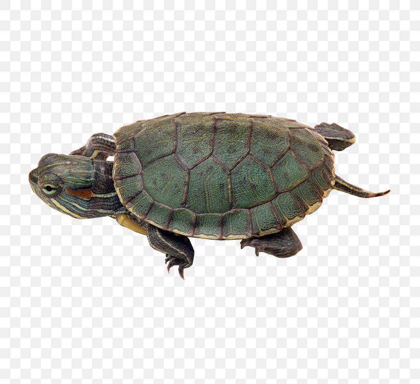 Pig-nosed Turtle Dog Reptile Red-eared Slider, PNG, 750x750px, Turtle, Box Turtle, Chelydridae, Chinese Softshell Turtle, Cuteness Download Free