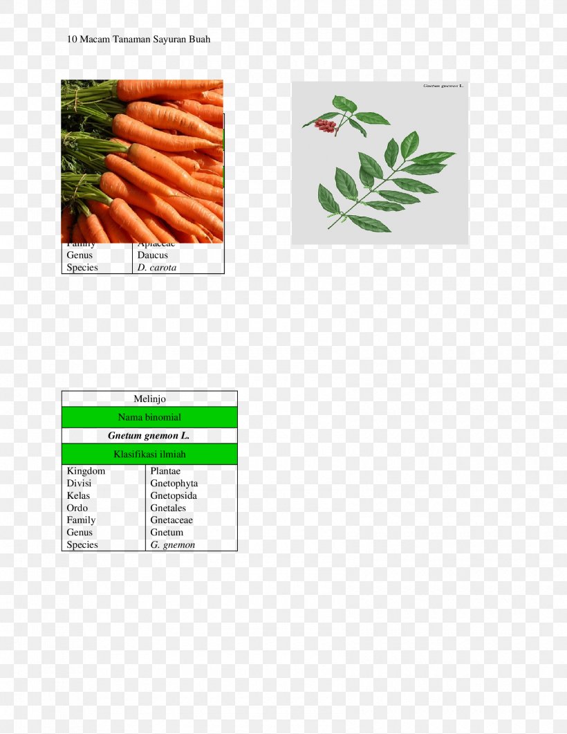 Carrot Text Messaging Brand Telephone Call Seed, PNG, 1700x2200px, Carrot, Brand, Daucus, Daucus Carota, Grass Download Free