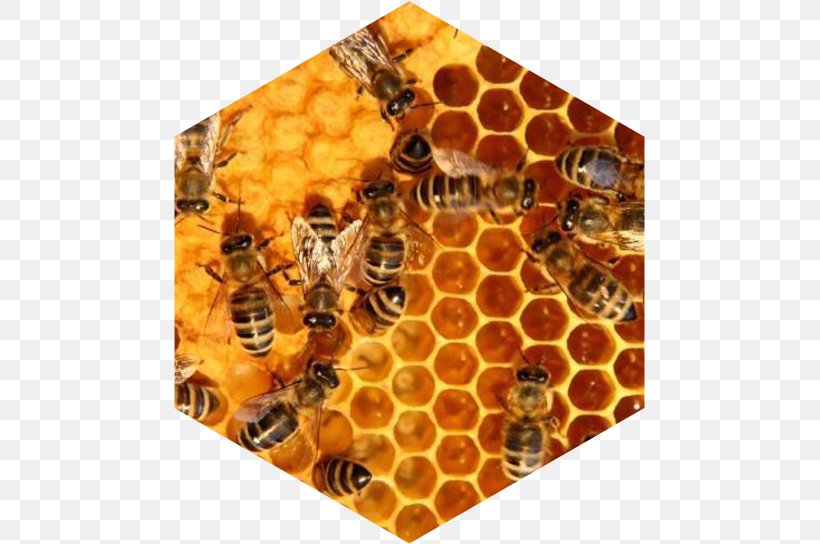 Honey Bee Beehive Honeycomb, PNG, 471x544px, Honey Bee, Arthropod, Bee, Bee Pollen, Beehive Download Free