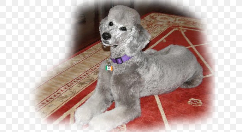Miniature Poodle Toy Poodle Standard Poodle Puppy, PNG, 640x448px, Miniature Poodle, Breed, Carnivoran, Companion Dog, Crossbreed Download Free