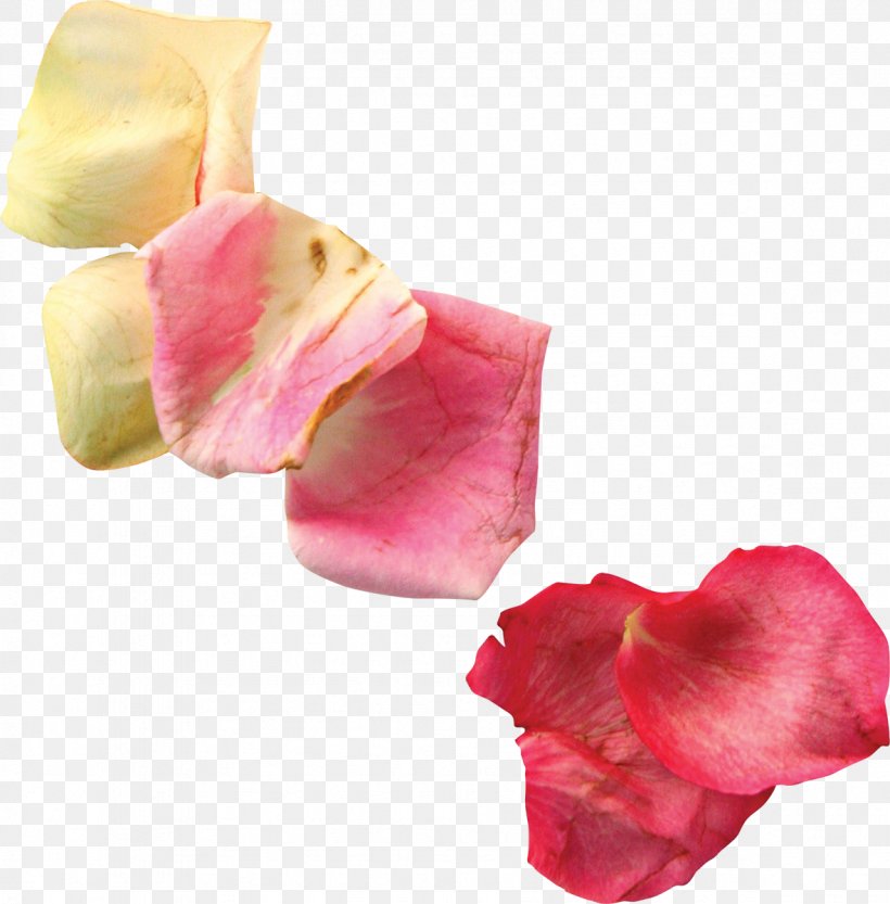Petal Flower Clip Art, PNG, 1181x1200px, Petal, Computer Graphics, Cut Flowers, Flower, Pink Download Free