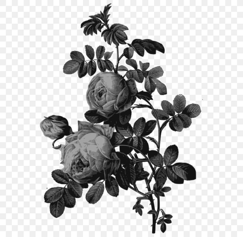 Rose Drawing Printing Painting Art, PNG, 573x800px, Rose, Art, Black And White, Botanical Illustration, Botany Download Free
