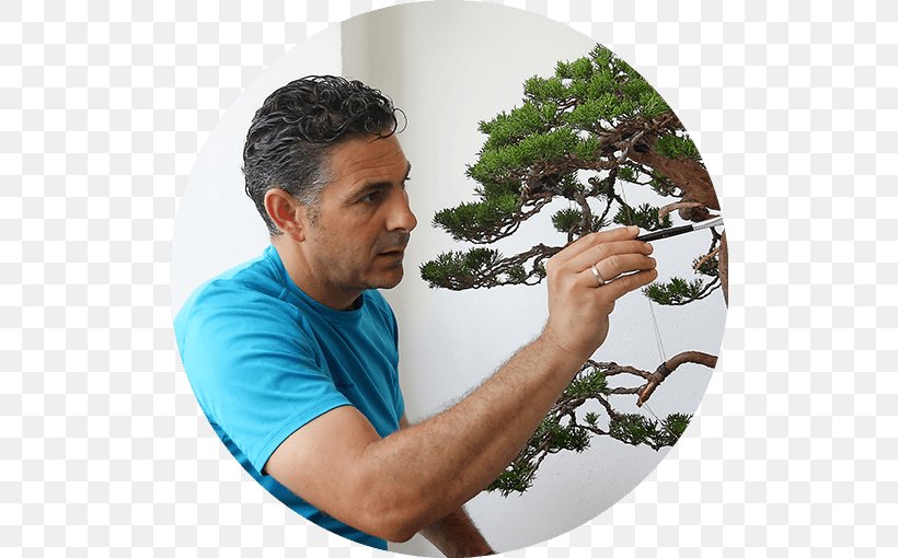 Tree Mistral Bonsai Houseplant El Salvador, PNG, 510x510px, 2017, Tree, Arm, Bonsai, El Salvador Download Free