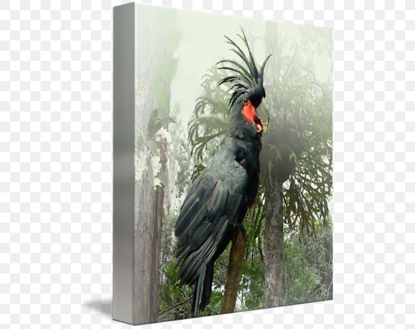 Beak Gallery Wrap Palm Cockatoo Canvas, PNG, 508x650px, Beak, Art, Bird, Canvas, Cockatoo Download Free