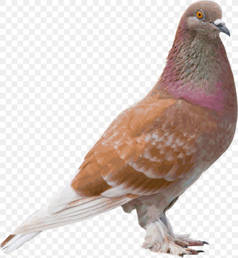 Columbidae Bird Image Photography Color, PNG, 830x900px, Columbidae, Beak, Bird, Brown, Color Download Free
